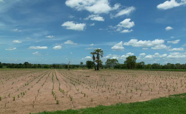 Cassava or manioc plant field in Thailand — Stock Photo, Image