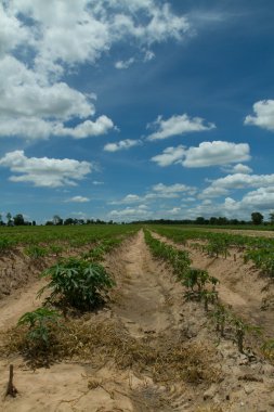 Tayland Cassava veya manyok tesisi alanı