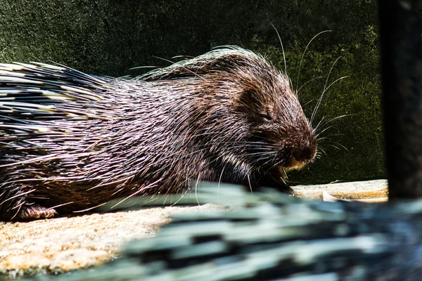 Stachelschwein — Stockfoto