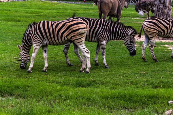 Wildes Zebra — Stockfoto