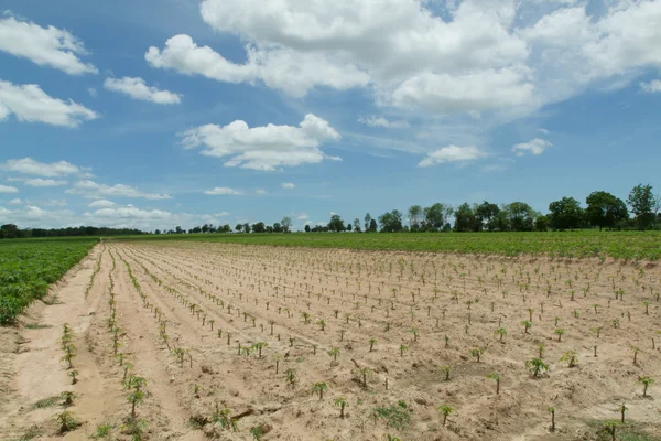 Maniok oder Maniok Pflanzenfeld in Thailand — Stockfoto