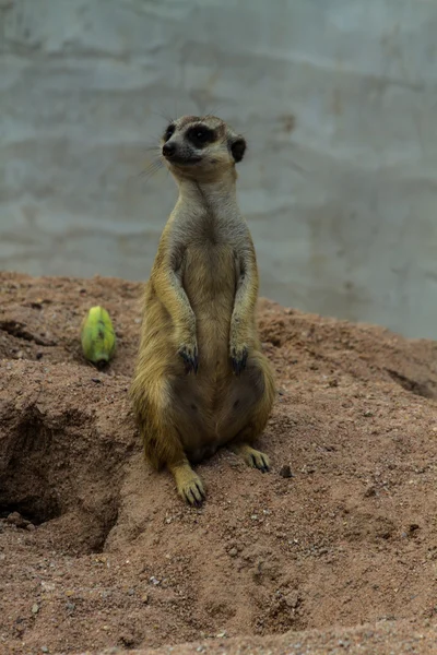 Erdmännchen — Stockfoto