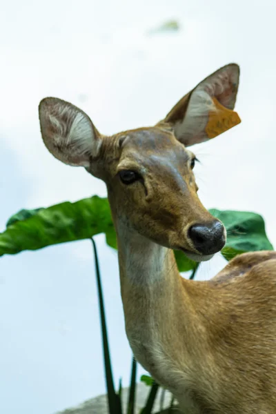 Red Deer — Stock Photo, Image