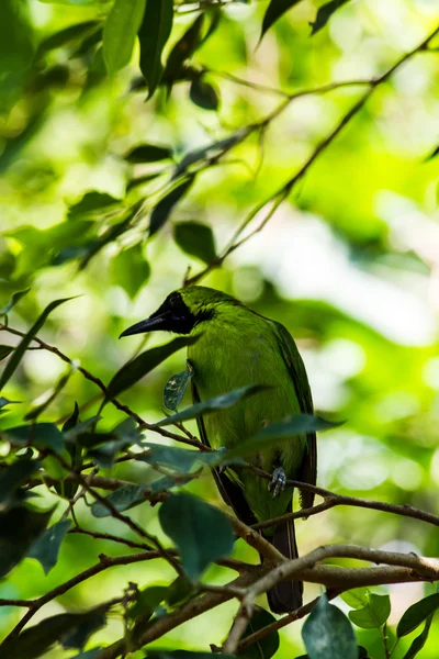 Pájaro — Foto de Stock