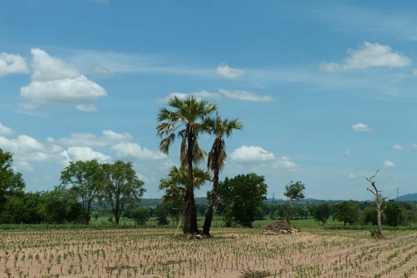 Campo de mandioca o mandioca en Tailandia — Foto de Stock