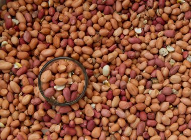 kurutulmuş portre fıstık