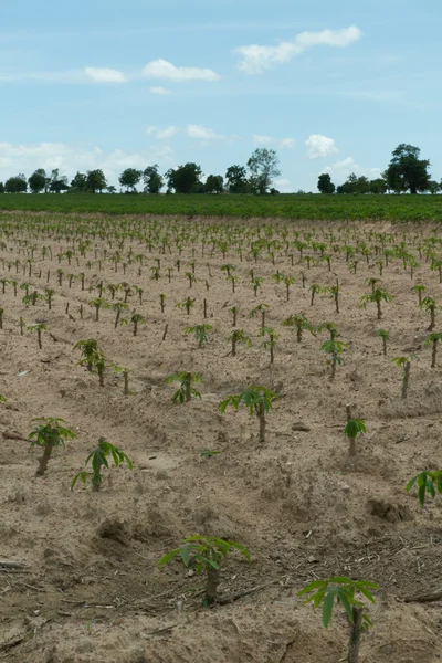 Maniok oder Maniok Pflanzenfeld in Thailand — Stockfoto