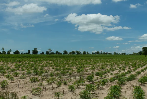 Maniok oder Maniok Pflanzenfeld in Thailand — Stockfoto