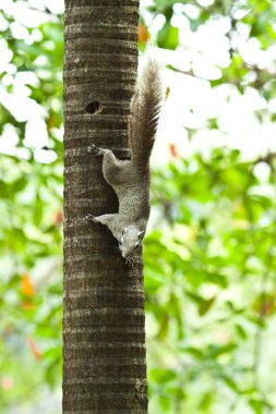 Ağaçta oturan sincap.