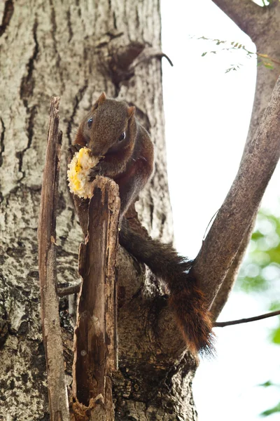 Eichhörnchen sitzt auf dem Baum — Stockfoto
