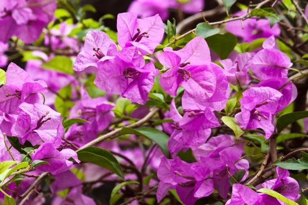 Die schönen weißen Blumen — Stockfoto