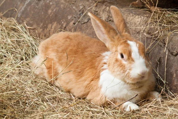 Bunny, konijn — Stockfoto