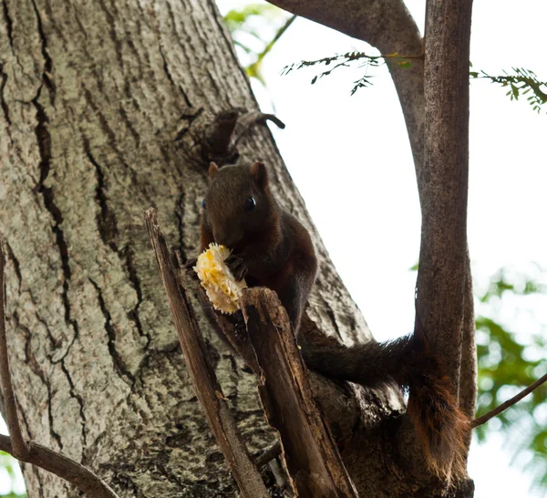 Écureuil assis sur l'arbre — Photo