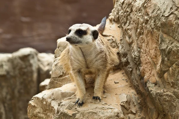 Meerkat. — Fotografia de Stock