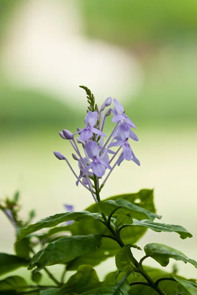The beautiful white flowers — Stock Photo, Image