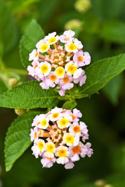 güzel beyaz çiçekler