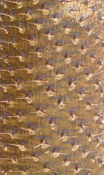 Korona cierniowa — Zdjęcie stockowe