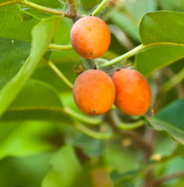 Плоды и фрукты на дереве — стоковое фото