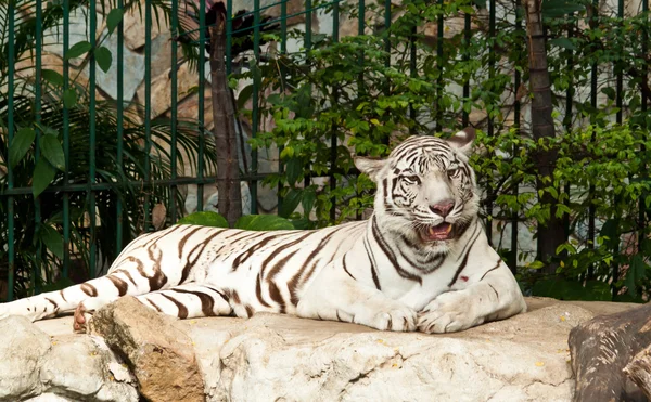 Tigre blanco sobre una roca — Foto de Stock