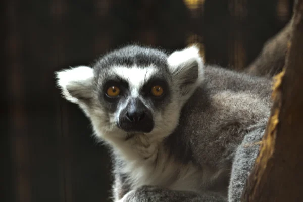 Close-up of a ring-tailed lemur — Stock Photo, Image