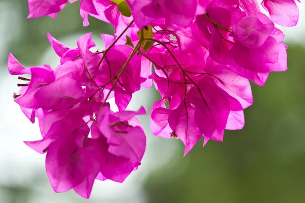 As belas flores brancas — Fotografia de Stock