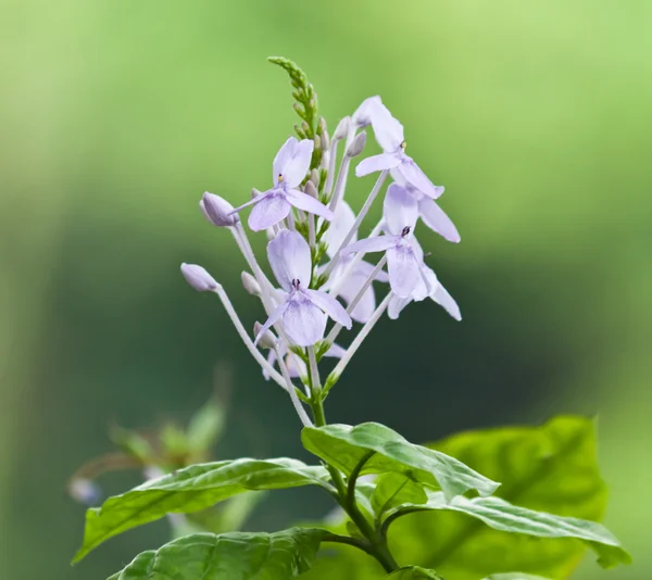 As belas flores brancas — Fotografia de Stock