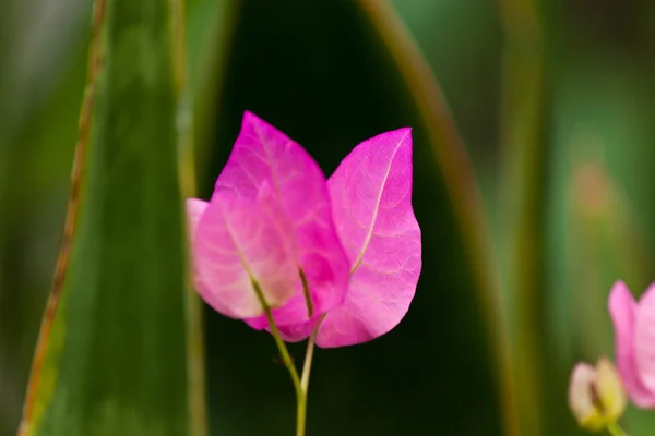 De mooie witte bloemen — Stockfoto