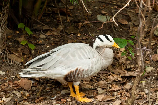 Beautiful Man Duck — Stock Photo, Image