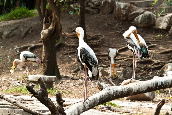 Bird — Stock Photo, Image