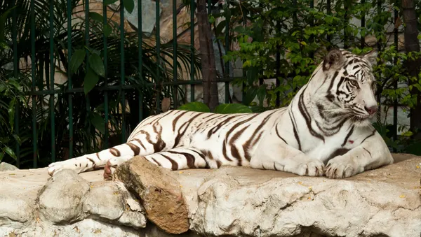 Weißer Tiger auf einem Felsen — Stockfoto