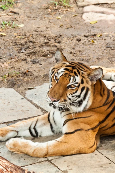 Aziatische tijger — Stockfoto