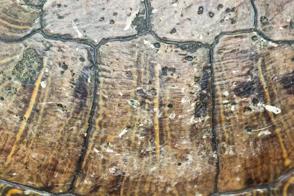 Close-up da concha de tartaruga — Fotografia de Stock