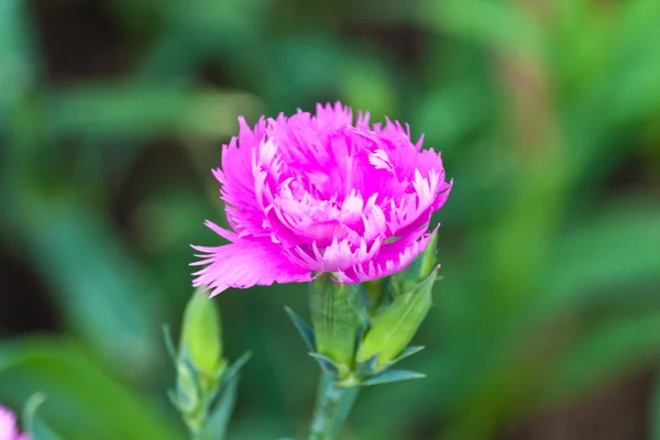 The beautiful flowers — Stock Photo, Image