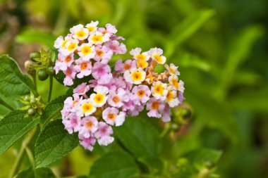 güzel beyaz çiçekler