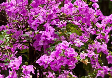 güzel beyaz çiçekler