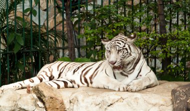 Kayadaki beyaz kaplan
