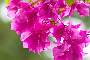 güzel beyaz çiçekler