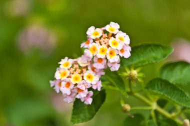 güzel beyaz çiçekler