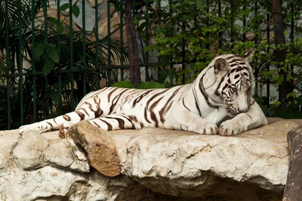 WHITE TIGER on a rock — Stock Photo, Image
