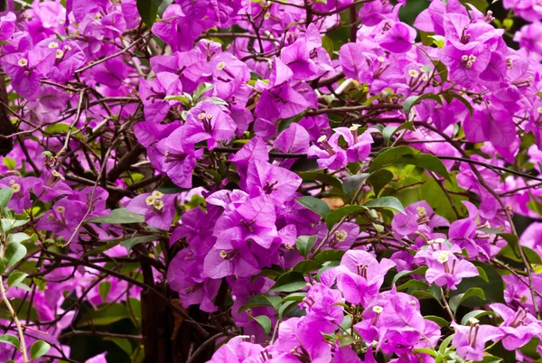 Las hermosas flores blancas —  Fotos de Stock