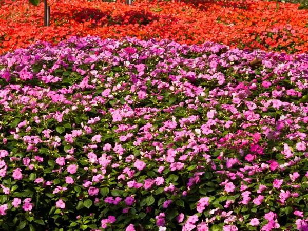 The beautiful flowers — Stock Photo, Image