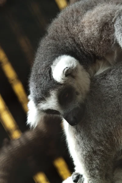 Close-up of a ring-tailed lemur — Stock Photo, Image