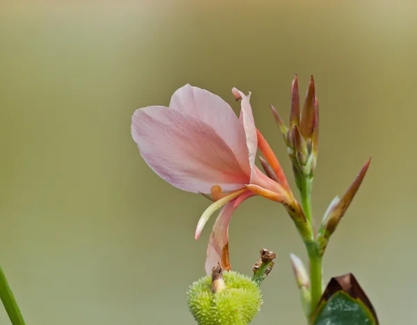 Die schönen Blumen — Stockfoto