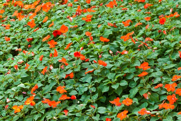 Las hermosas flores — Foto de Stock