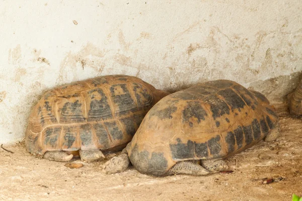 Hermann-schildkröte — Stockfoto