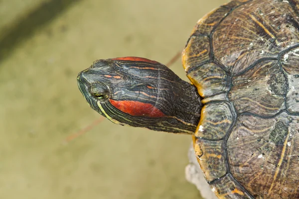 Hermann-schildkröte — Stockfoto