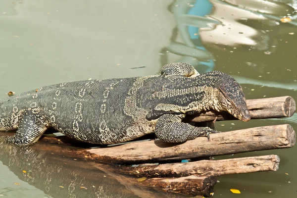 Lagarto monitor de agua (salvador varanus —  Fotos de Stock