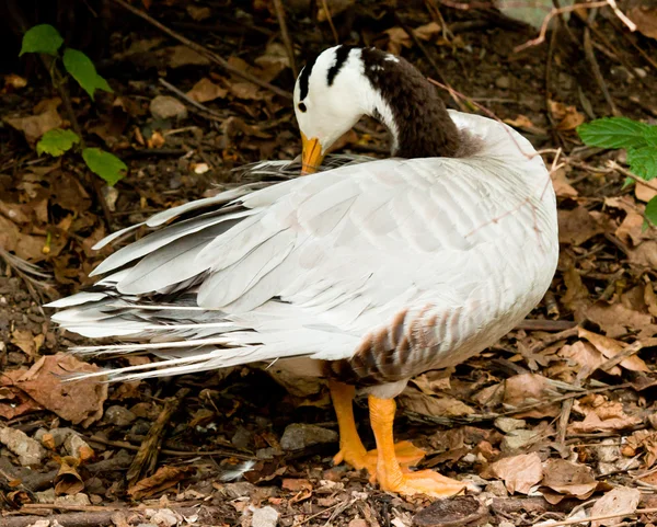 Güzel erkek ördek — Stok fotoğraf