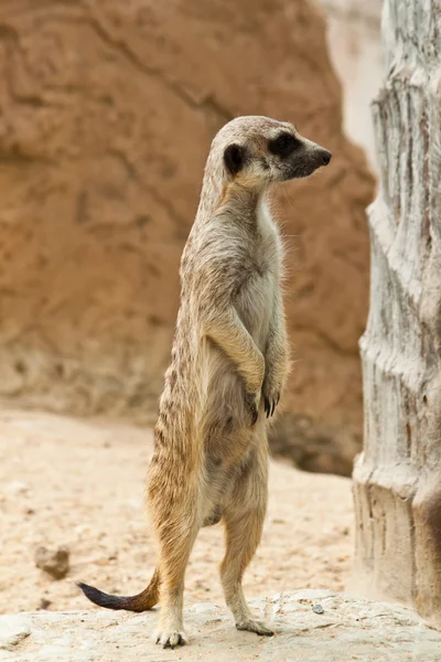 Meerkat. — Fotografia de Stock