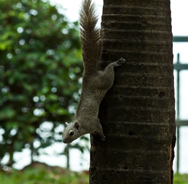 Écureuil assis sur l'arbre — Photo